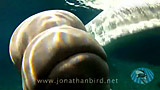Click for video preview
(Opens in new window) Click for video preview
(Opens in new window)